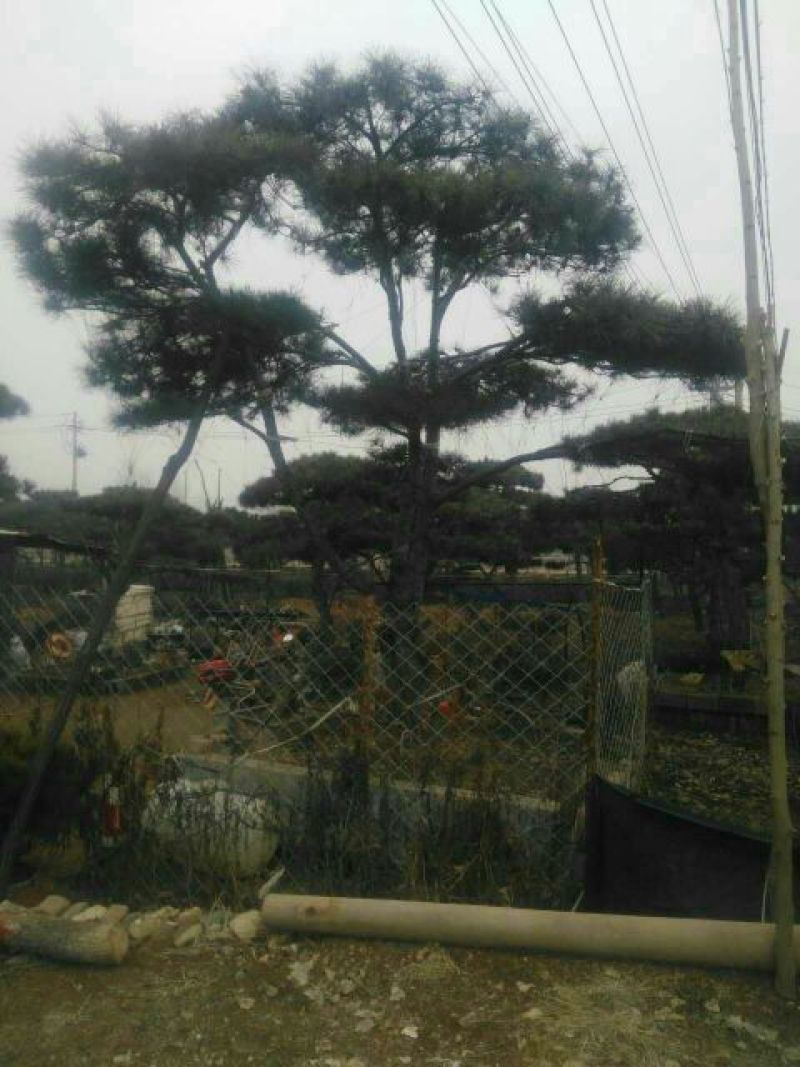 造型松14公分冠幅3米高度3米旺运苗木中心有300棵精