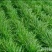 黑麦草种子98%以上