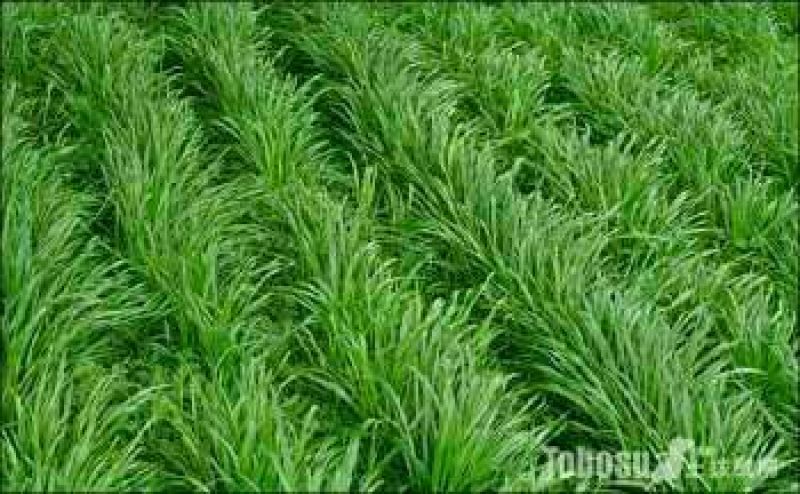 黑麦草种子98%以上