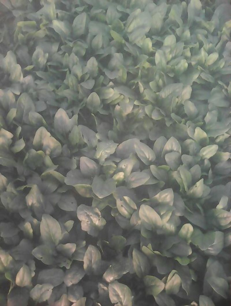 全能菠菜
