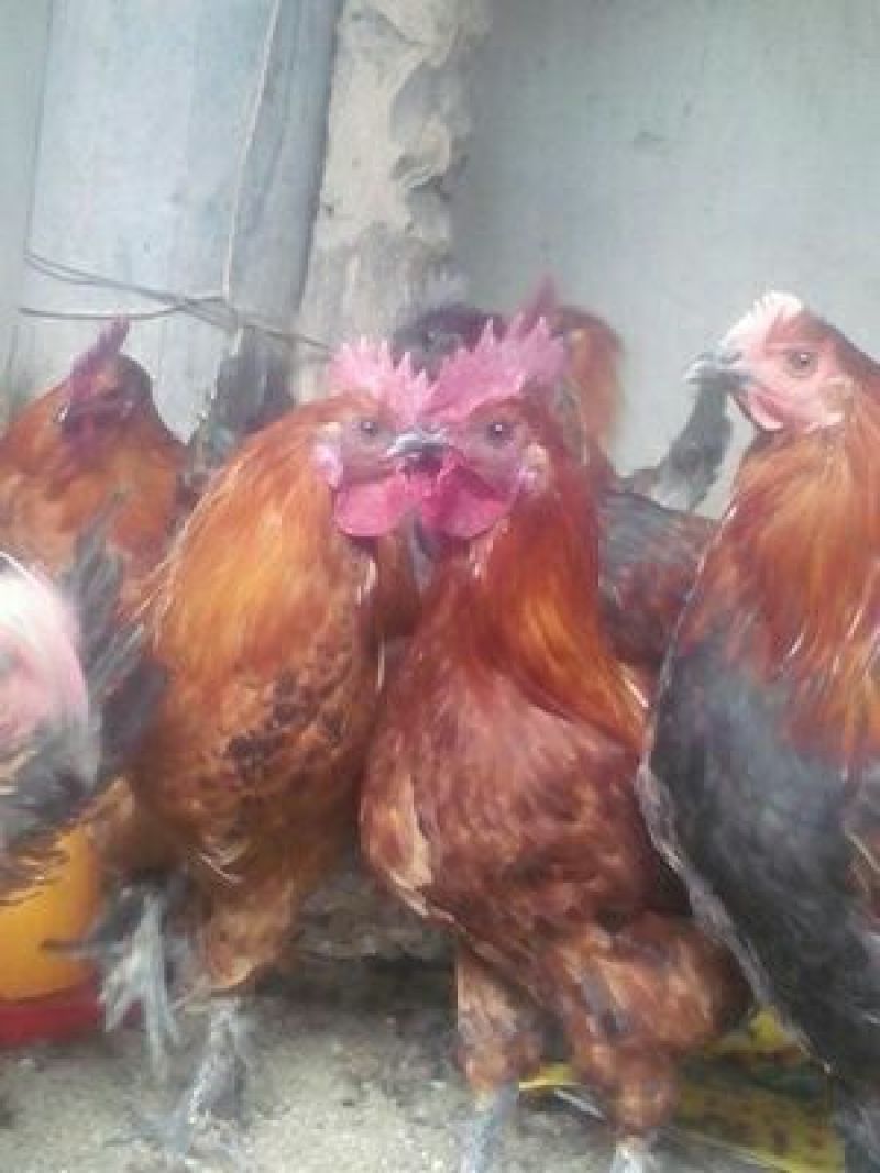 鸡苗