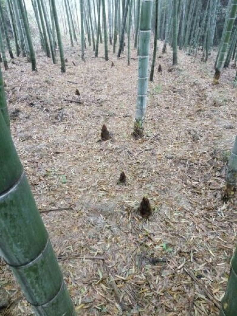 干竹笋