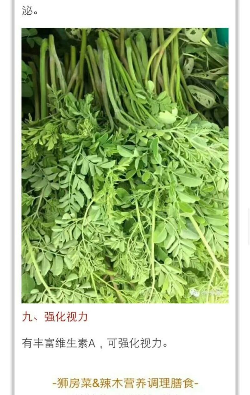 辣木茶一级