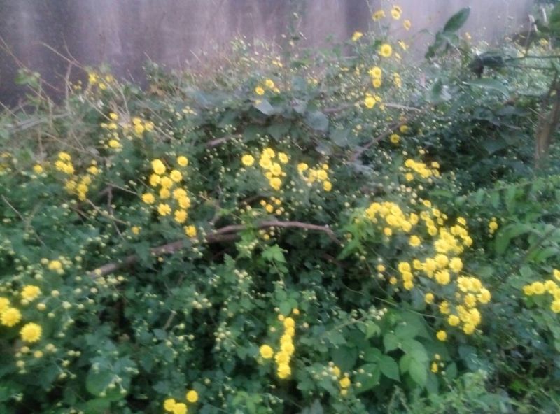 野菊花颗粒