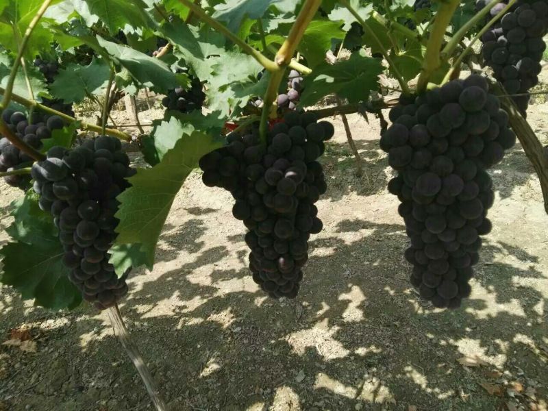 夏黑葡萄1~2斤10%以下