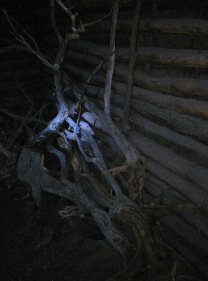 崖柏4~6cm0.5~1米
