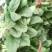 名门菠菜