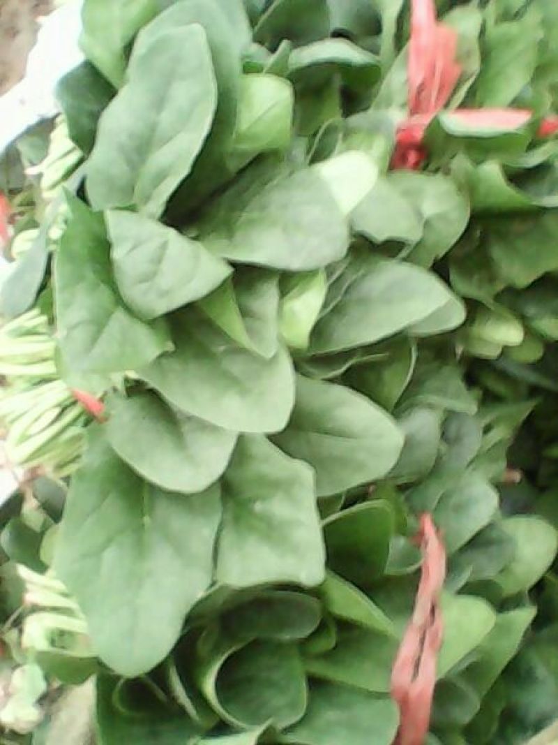 名门菠菜