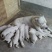 杜高犬母