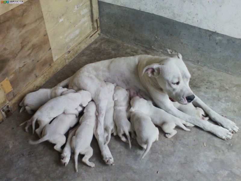 杜高犬母