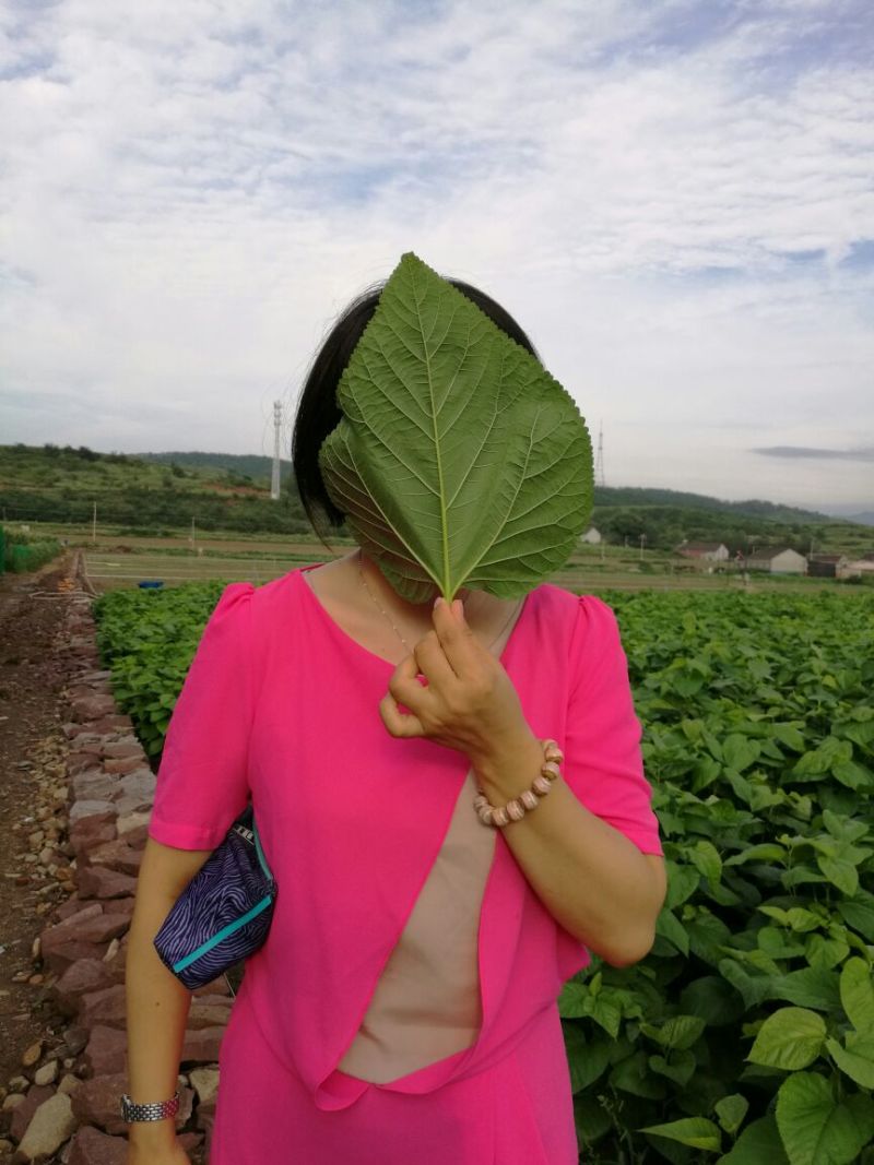桑树苗50cm