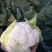 白花菜散装