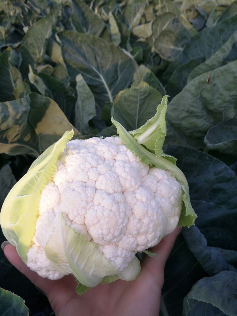 白花菜散装