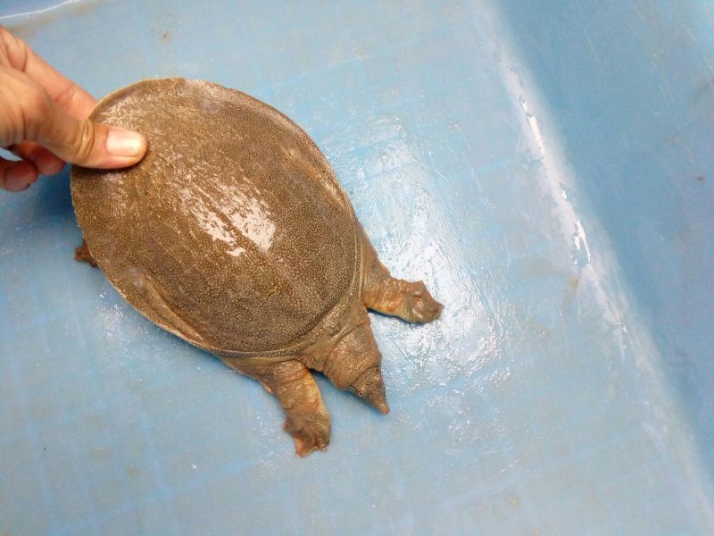 生态甲鱼1~1.5斤