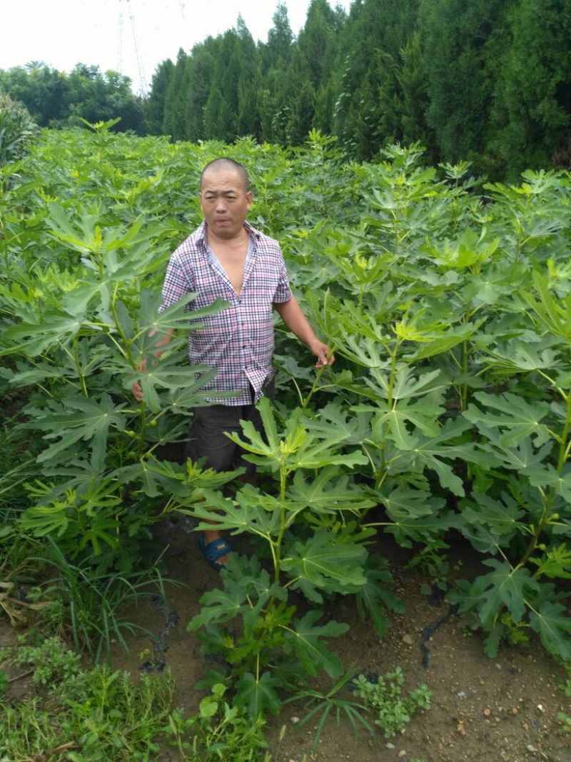 无花果苗80cm以上