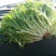 苦菊10~12cm