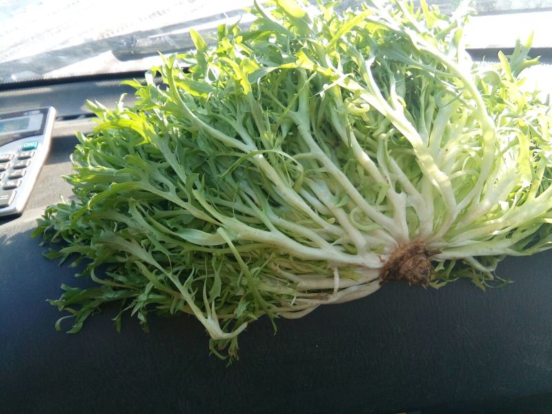 苦菊10~12cm