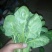 大叶菠菜20~25厘米