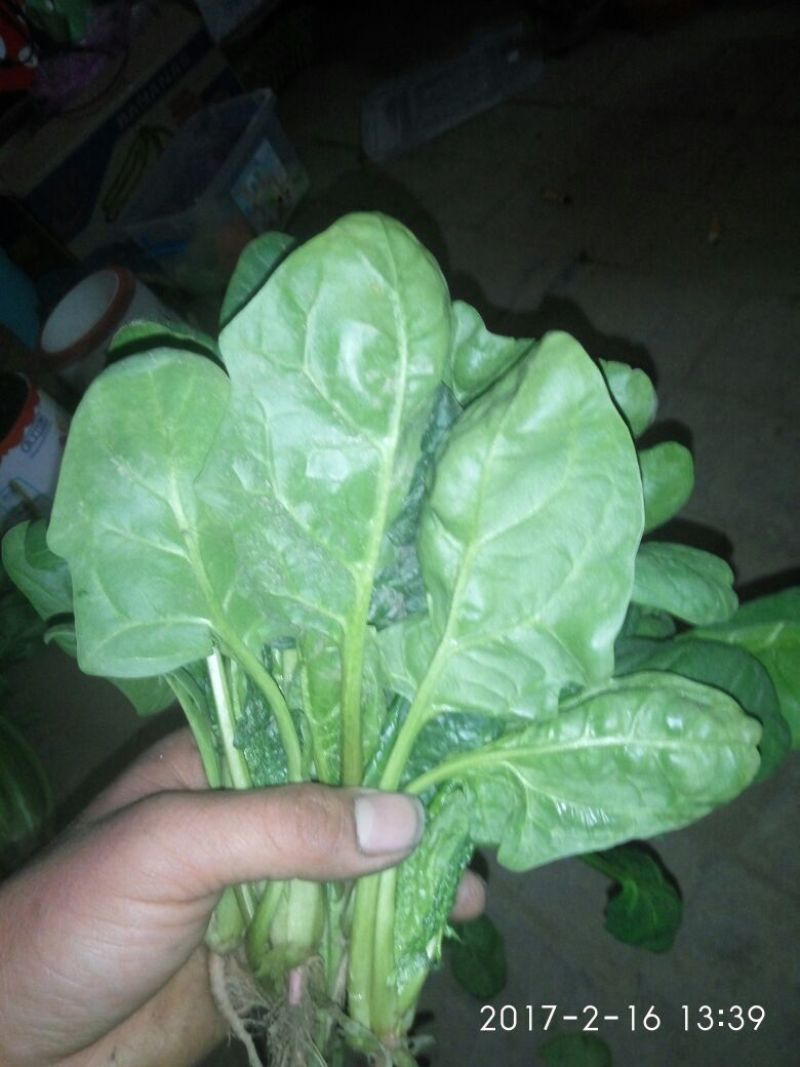大叶菠菜20~25厘米
