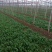 越冬菠菜15~20厘米
