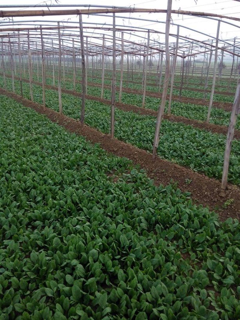 越冬菠菜15~20厘米
