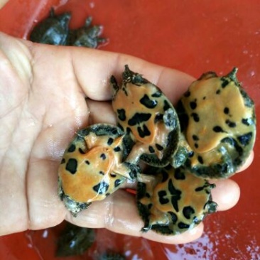 甲鱼苗