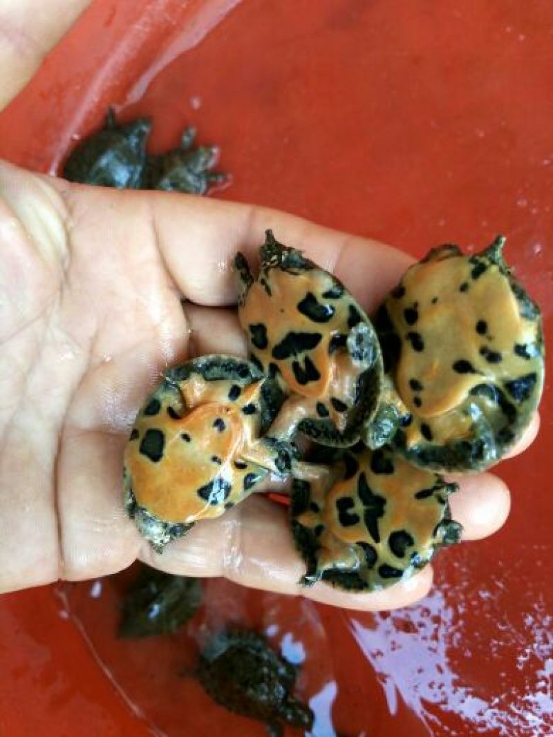甲鱼苗