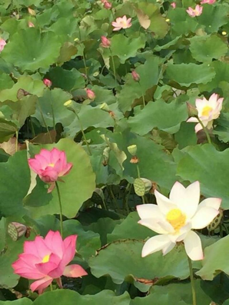 荷花
