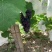 夏黑葡萄1~2斤(早夏，晚夏)