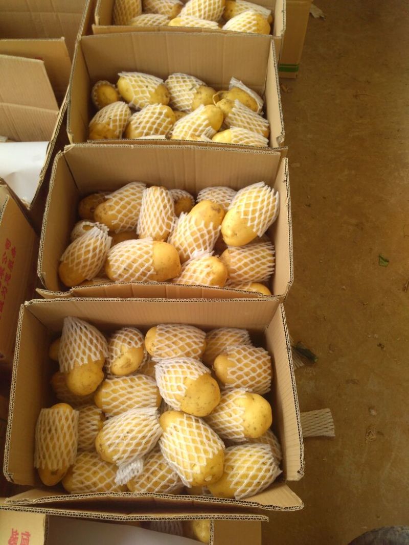 【推荐】山东滕州荷兰十五土豆3两以上个头均匀整车批发量大