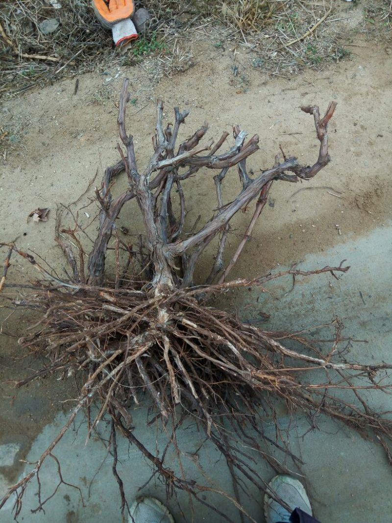 巨峰葡萄苗3年80~110cm