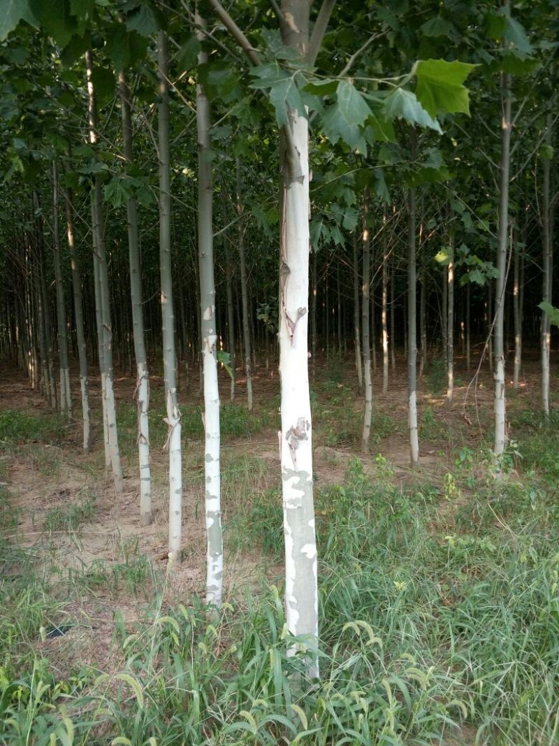 法桐树10~12cm8~10cm3.5~4米2~3米