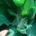 白花菜散装