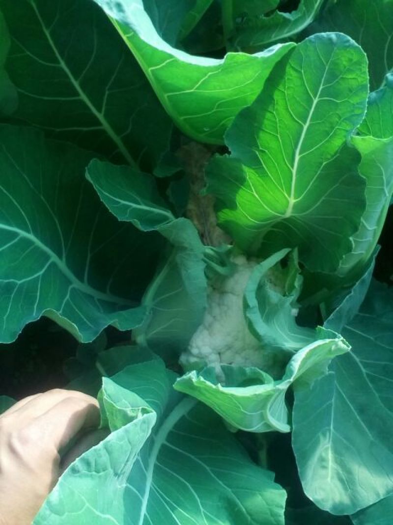 白花菜散装