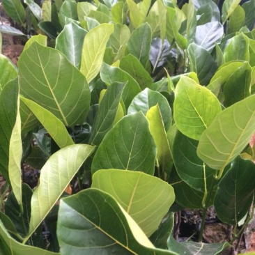 1号菠萝蜜苗