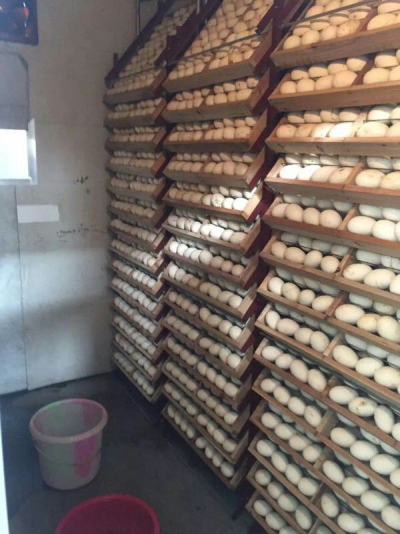 鹅苗250g以下