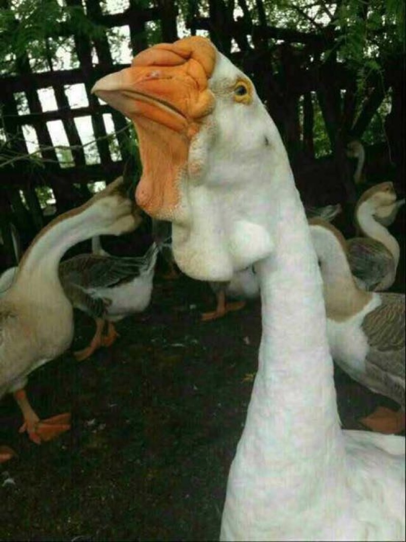 狮头鹅苗