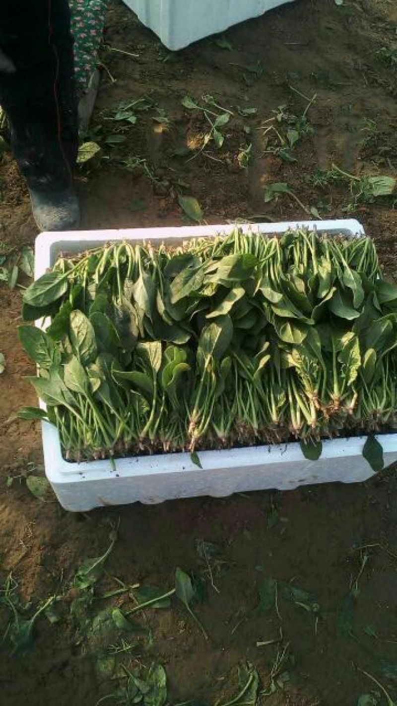 大叶菠菜20~25厘米