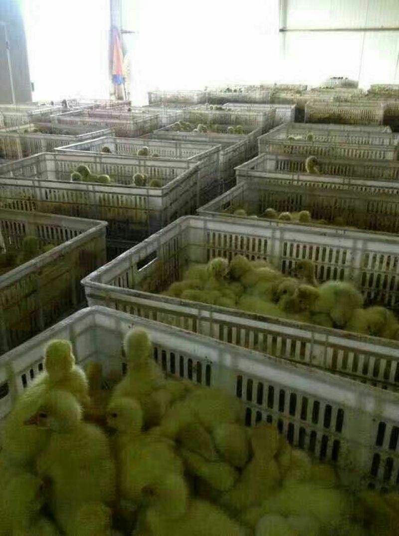 皖西白鹅鹅苗250g以上