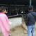 肉驴200~400斤