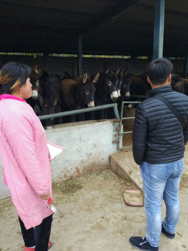肉驴200~400斤