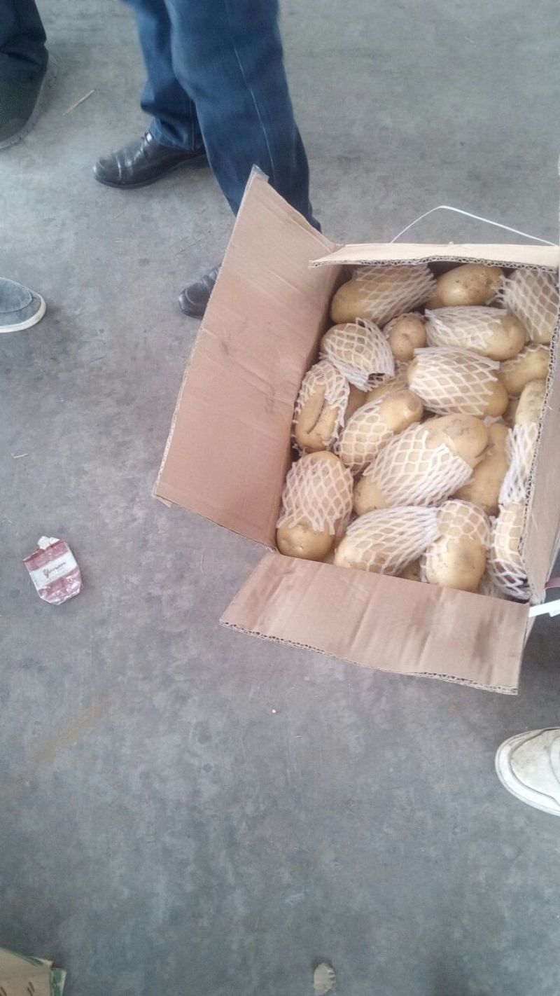 荷兰十五土豆3两以上