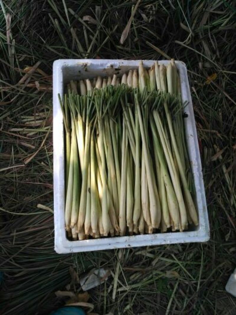 香茅，泰国香茅，越南香茅，基地供货，量大更优惠
