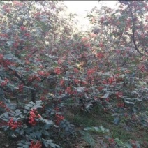 梅花椒特级干