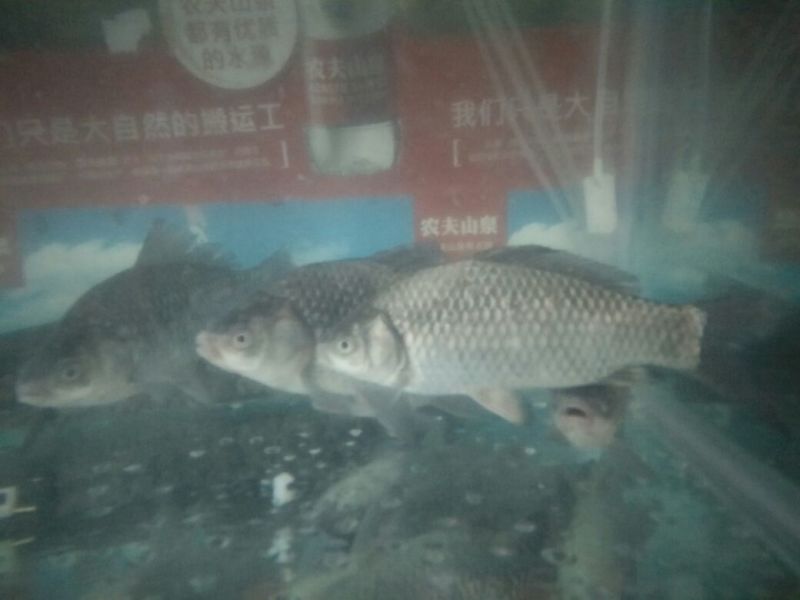 杂交鲫鱼食用