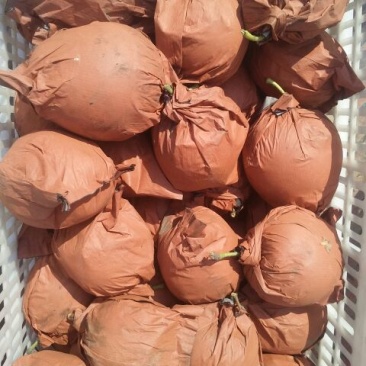 皇冠梨300~350g纸箱