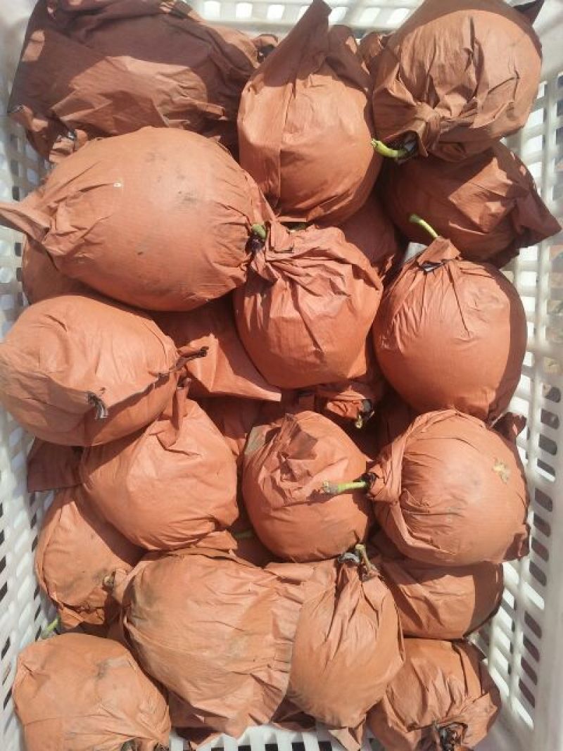 皇冠梨300~350g纸箱