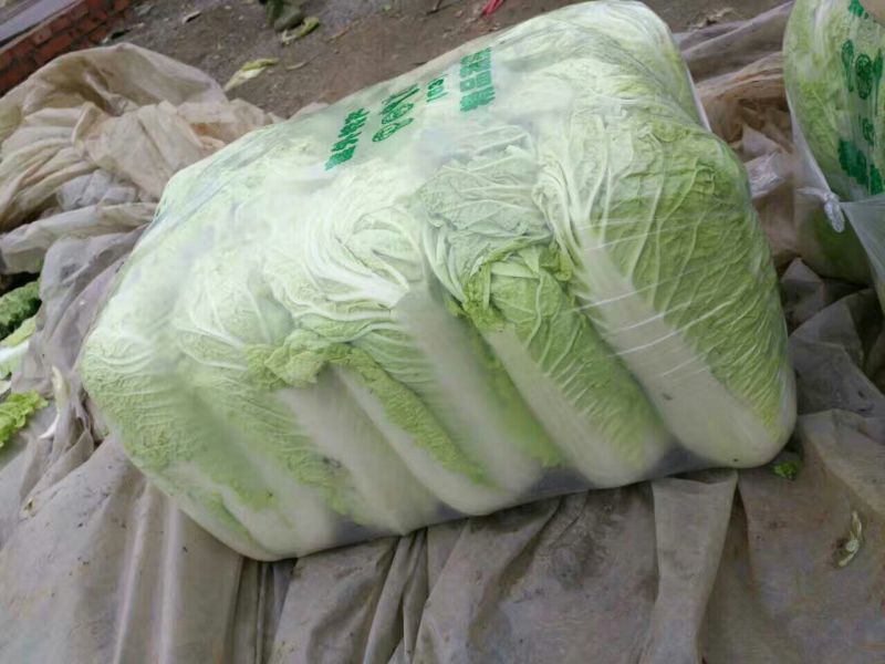 滕州新北京新三号白菜，4~6斤可根据客户要求定制净菜