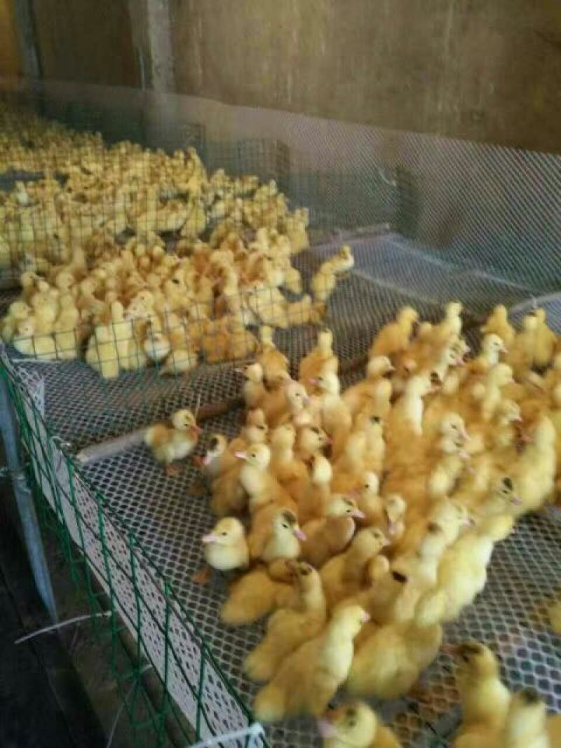 蛋鸭苗统货