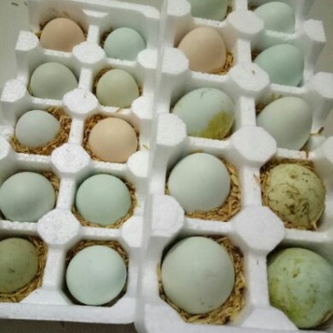 绿壳鸡蛋食用50~60g